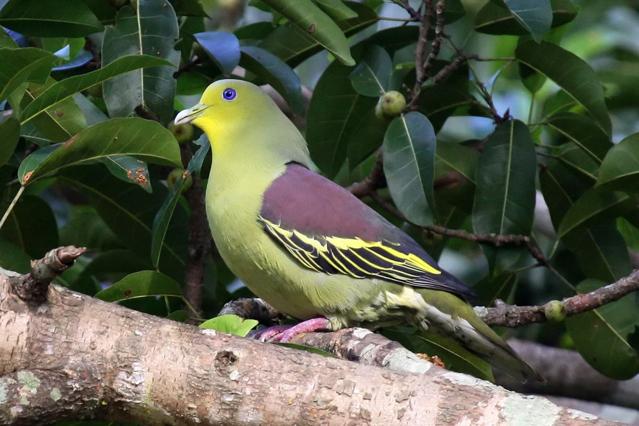 Kaudulla National Park